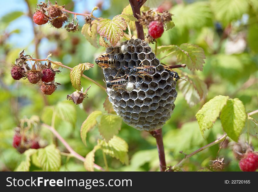 Hornet's nest on bush of the raspberry