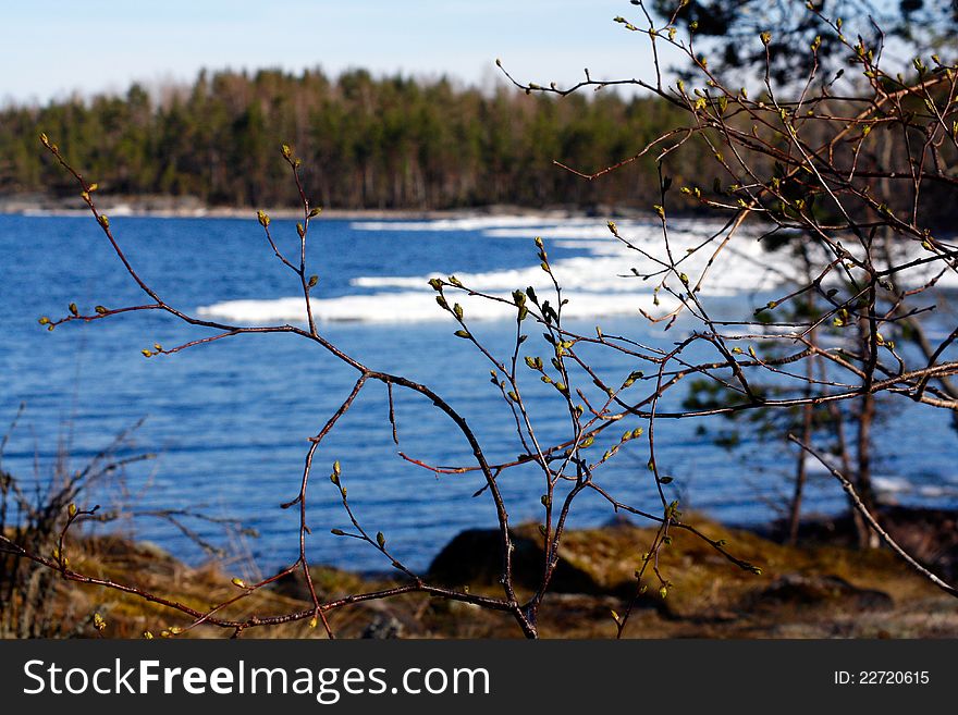 Branches with buds against the lake with floe