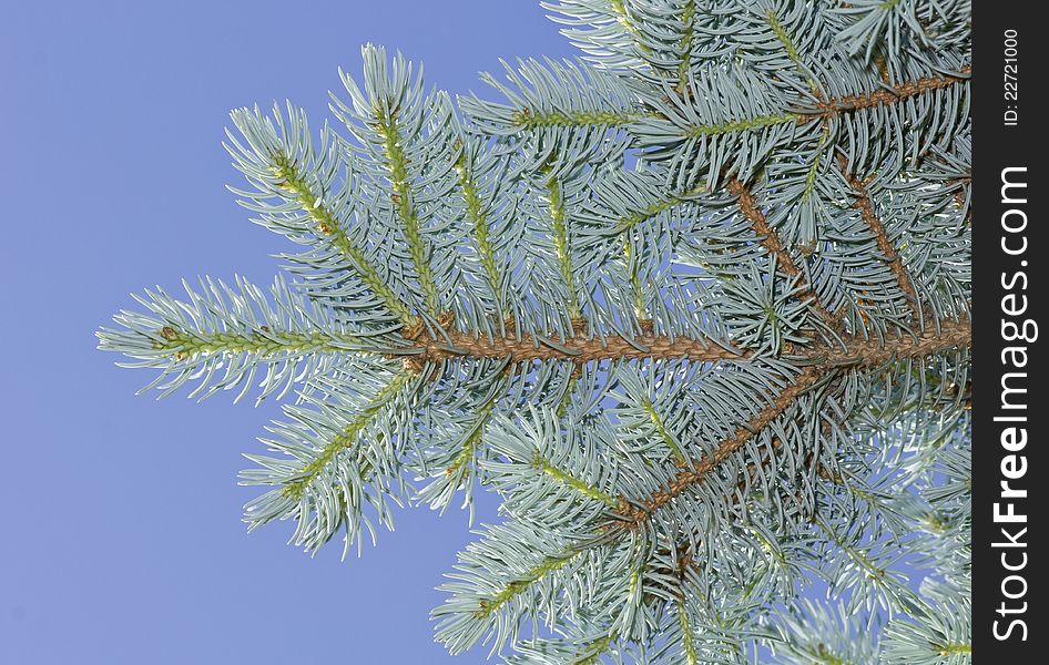 Branch of a fur-tree against the sky. Branch of a fur-tree against the sky.