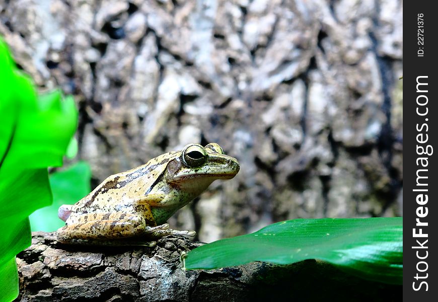 A shot of a frog in profile on a tree with green foliage. A shot of a frog in profile on a tree with green foliage