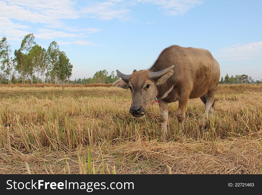 Little buffalo in the field