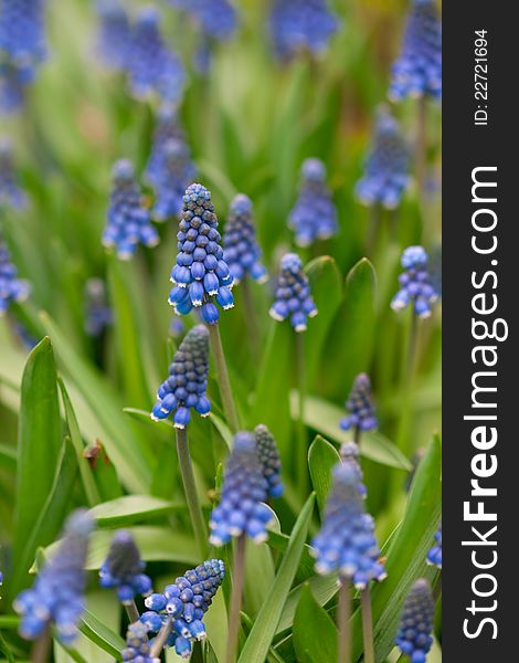 Muscari flowers