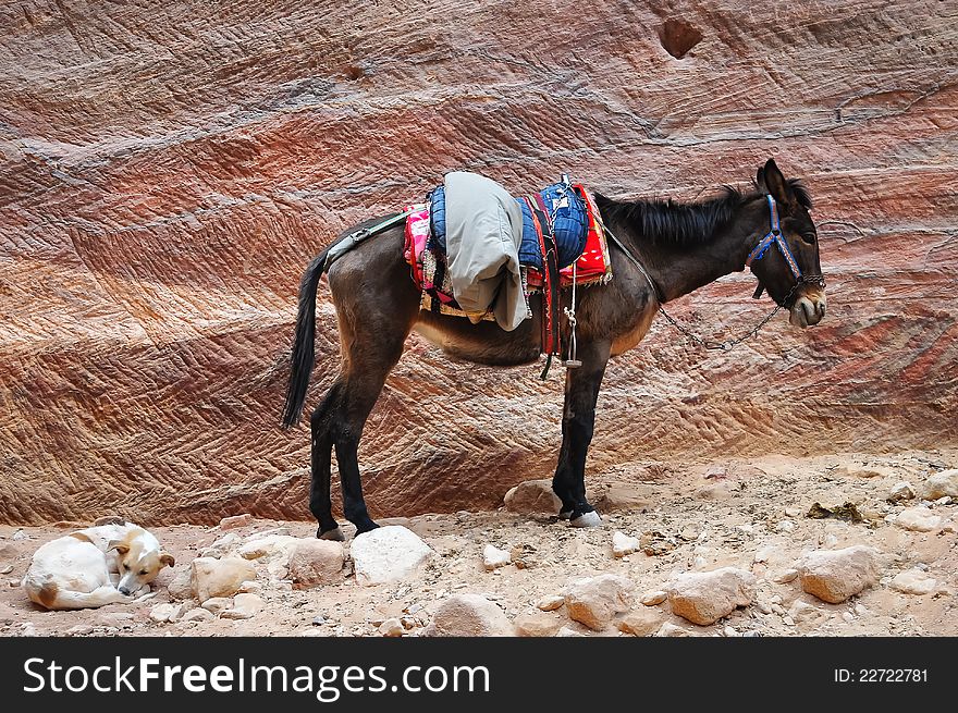 Male donkey and dog on rock wall background