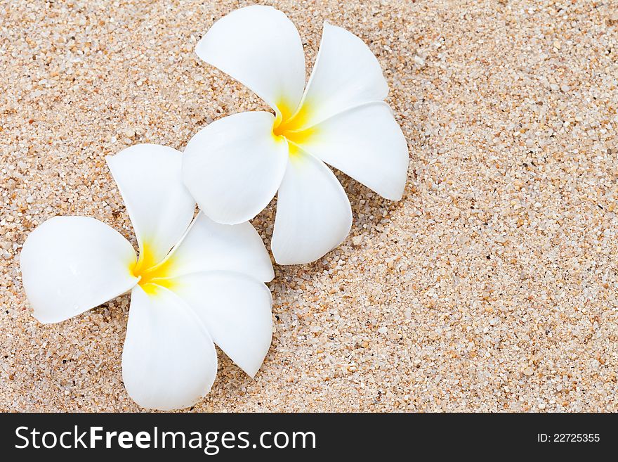 Frangipani flower on sand