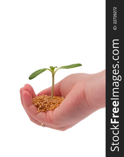 Young sprout in the hand, isolated on a white background