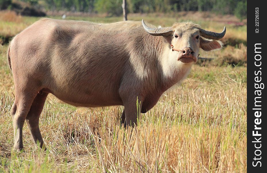 Albino Buffalo in rural areas