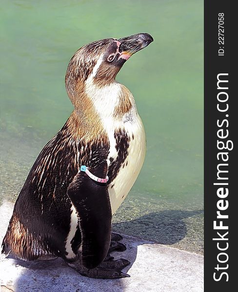 Ringed penguin, standing near the water in the zoo