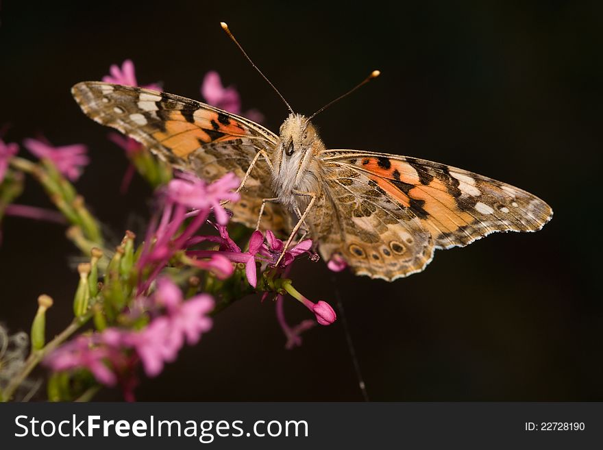 Butterfly Vanessa cardui close-up