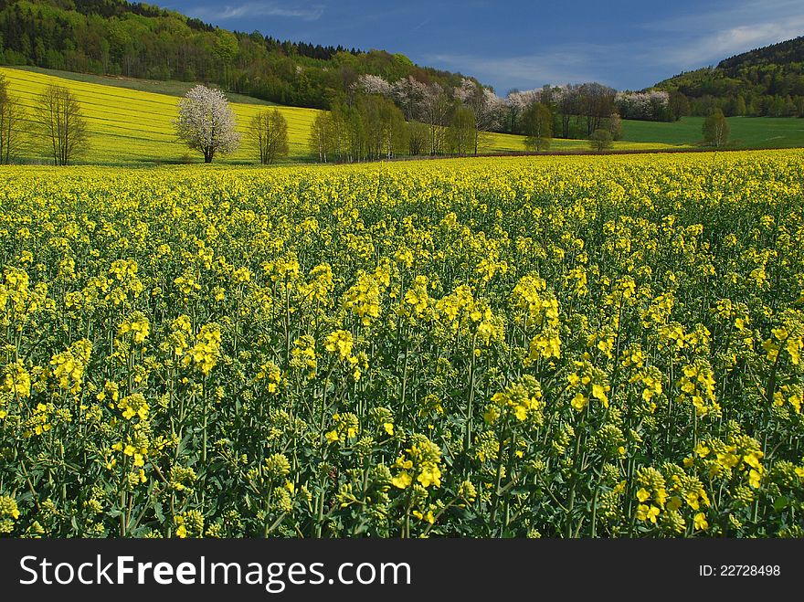 Fields and trees blooming,spring nature. Fields and trees blooming,spring nature