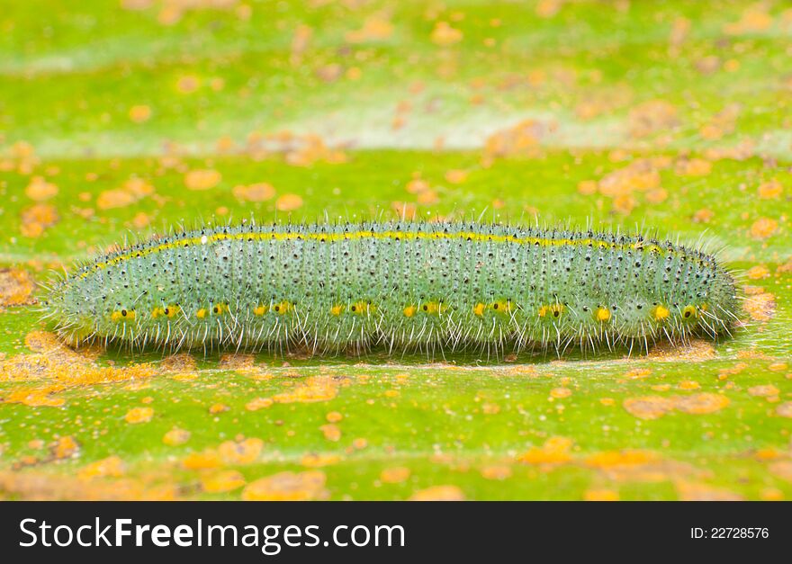 Close up of a caterpillar on a leaf resting. Close up of a caterpillar on a leaf resting.