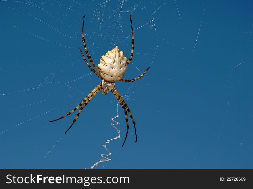Spider genus Argiope in the network against the sky. Spider genus Argiope in the network against the sky