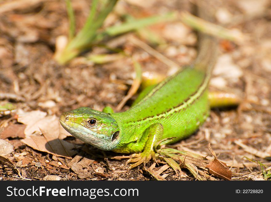 Female lizards Lacerta viridis to Plitvice Lakes