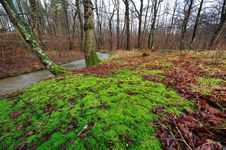 Forest With Colorful Leaves And Moss Stock Photography Forest With Colorful Leaves And Moss Stock Photography
