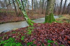 Forest With Colorful Leaves And Moss Stock Photos Forest With Colorful Leaves And Moss Stock Photos