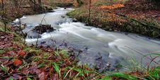 Forest With Colorful Leaves And Moss Stock Photography Forest With Colorful Leaves And Moss Stock Photography