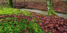 Forest With Colorful Leaves And Moss Stock Images Forest With Colorful Leaves And Moss Stock Images