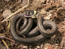 Natrix Natrix Stock Photo Natrix Natrix Stock Photo