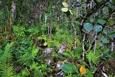 Tropical Forest On Auyantepui, Venezuela Stock Photography Tropical Forest On Auyantepui, Venezuela Stock Photography