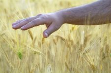 Hand In A Wheat Field Stock Photos