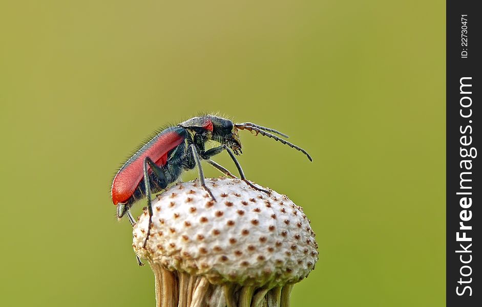 Scarlet malachite beetle on sowthistle.