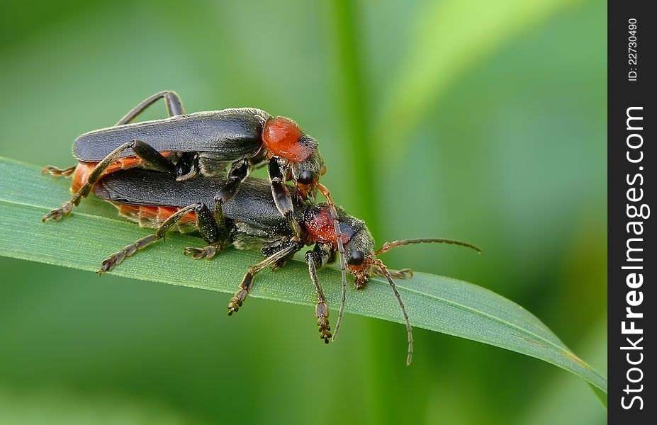 Soldier beetles mating on grass leaf.