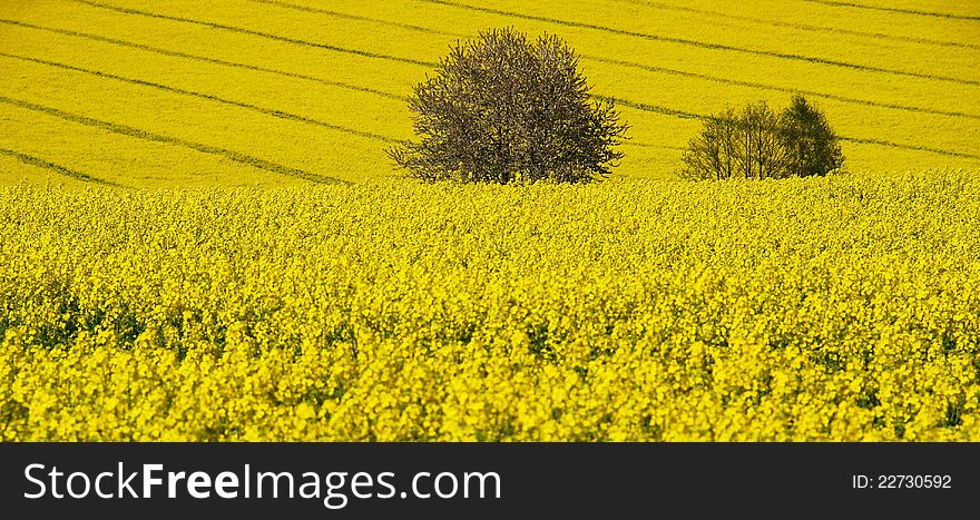 Fields and trees blooming in spring day