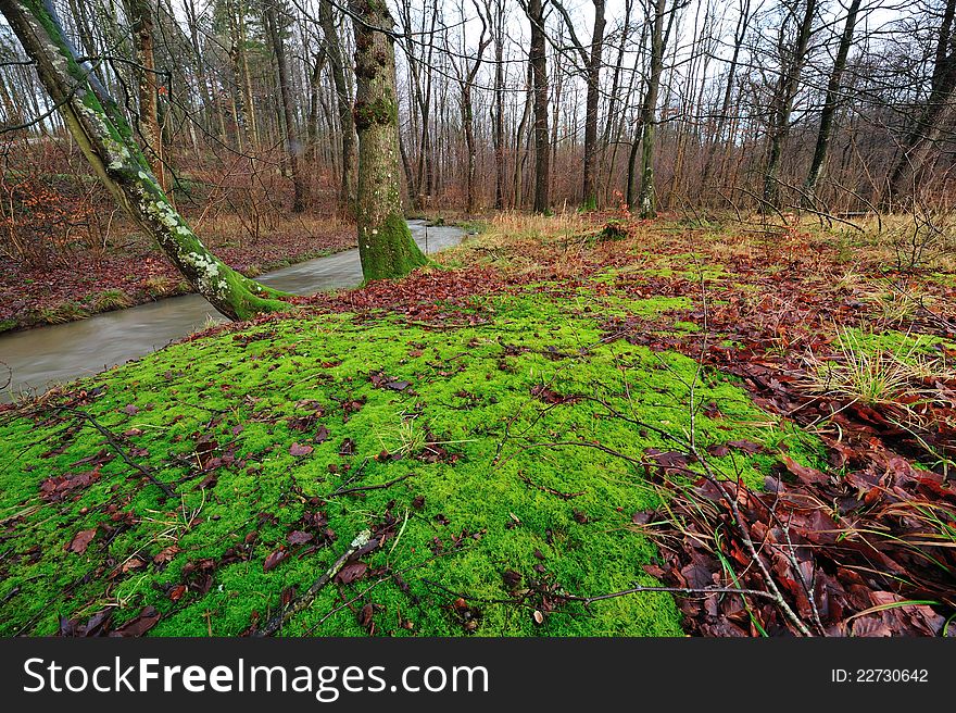 Forest With Colorful Leaves And Moss