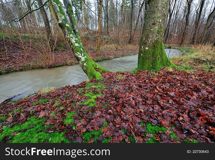 Colorful automn forest in Denmark. Colorful automn forest in Denmark