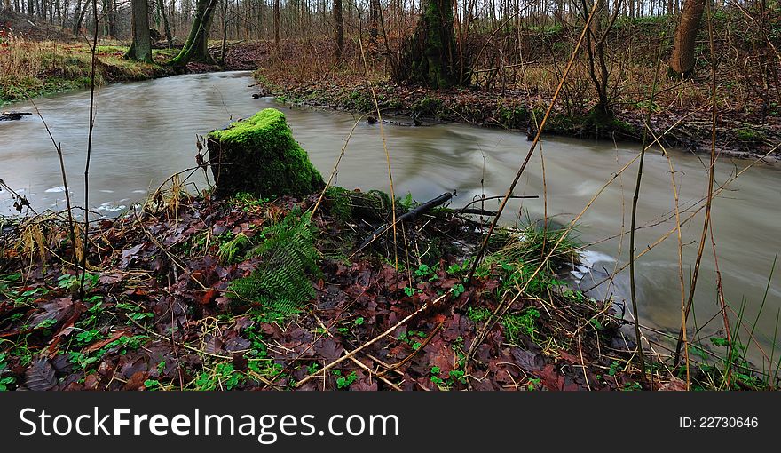 Forest With Colorful Leaves And Moss