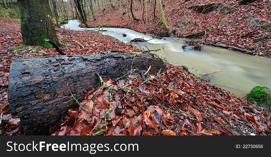 Forest with colorful leaves and moss