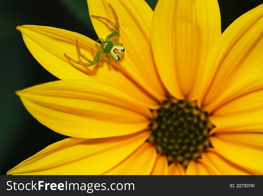 Spider family Misumena on yellow flower. Spider family Misumena on yellow flower