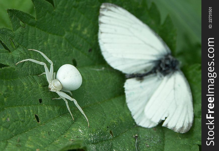 Spider Misumena Vatia caught with a butterfly