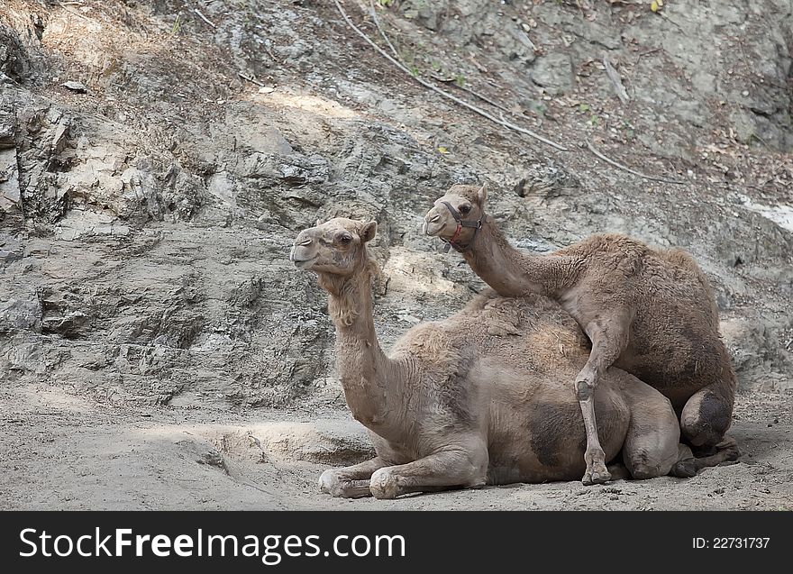 Two camel sitting in the sand ground