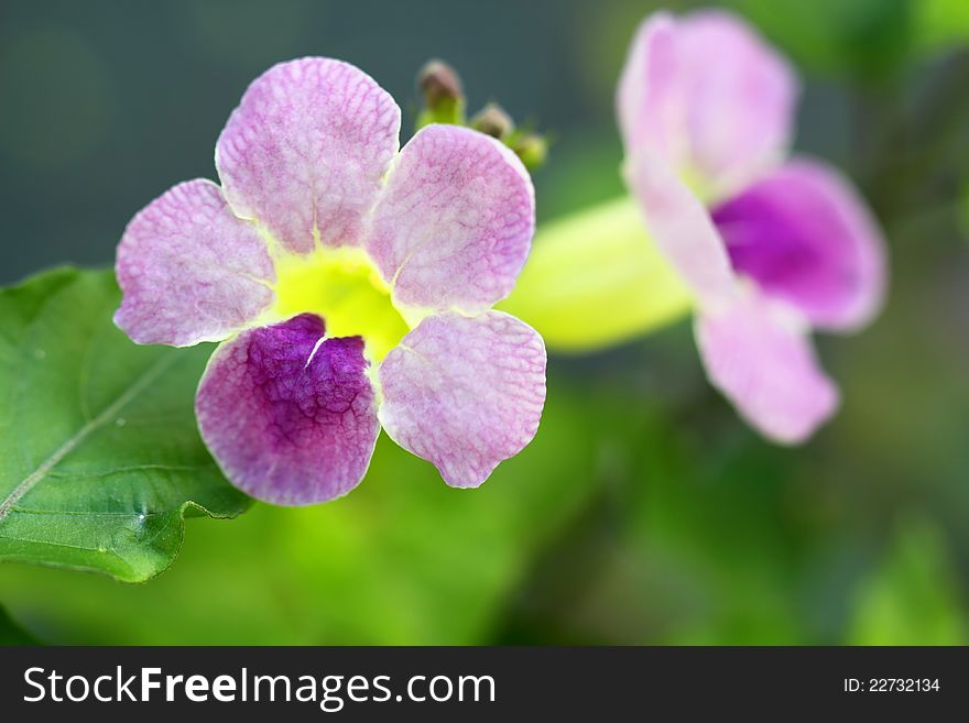 Purple Flower