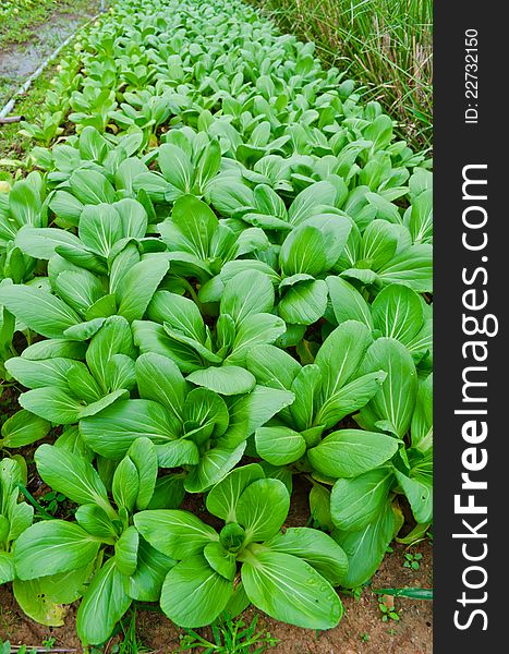 Chinese Cabbage growing