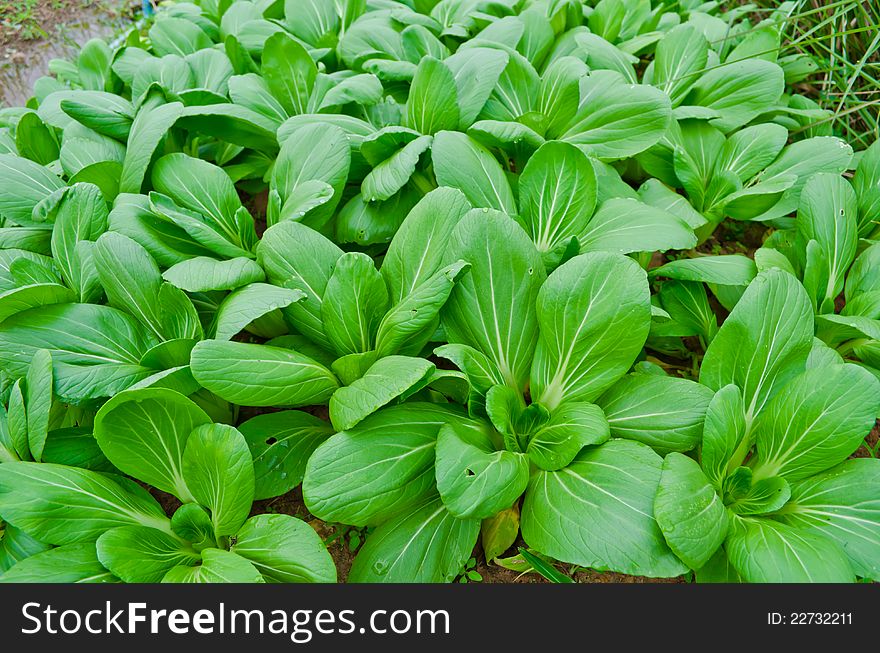 Chinese Cabbage growing in garden