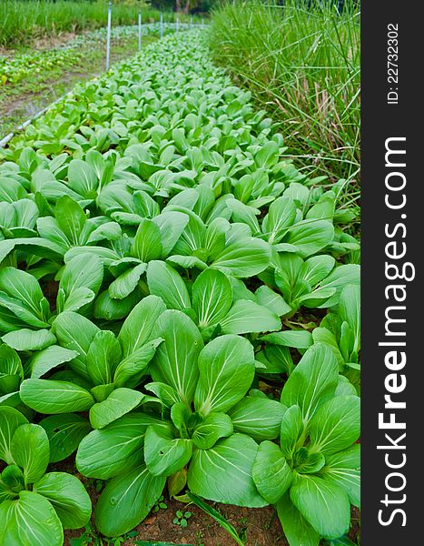 Chinese Cabbage Growing