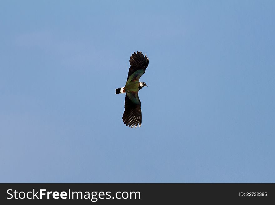 Lapwing flying in the blue sky