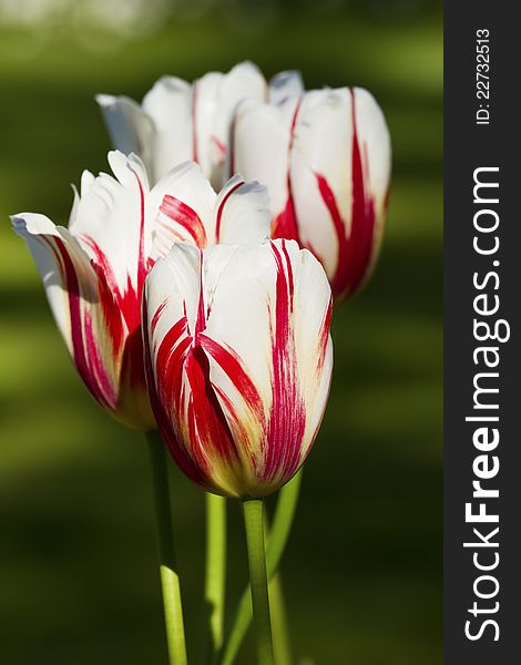 Beautiful colorful tulips in the garden