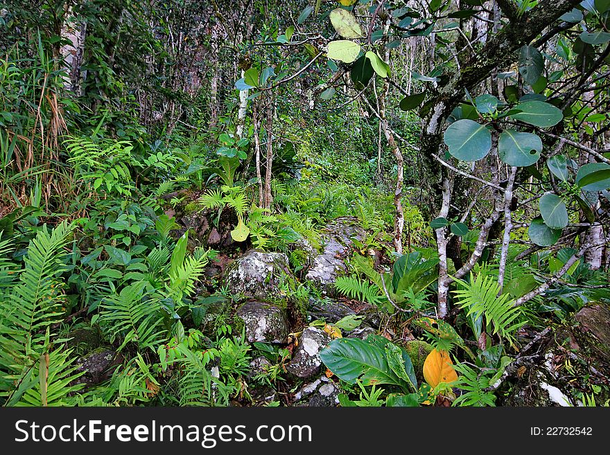 Tropical Forest On Auyantepui, Venezuela