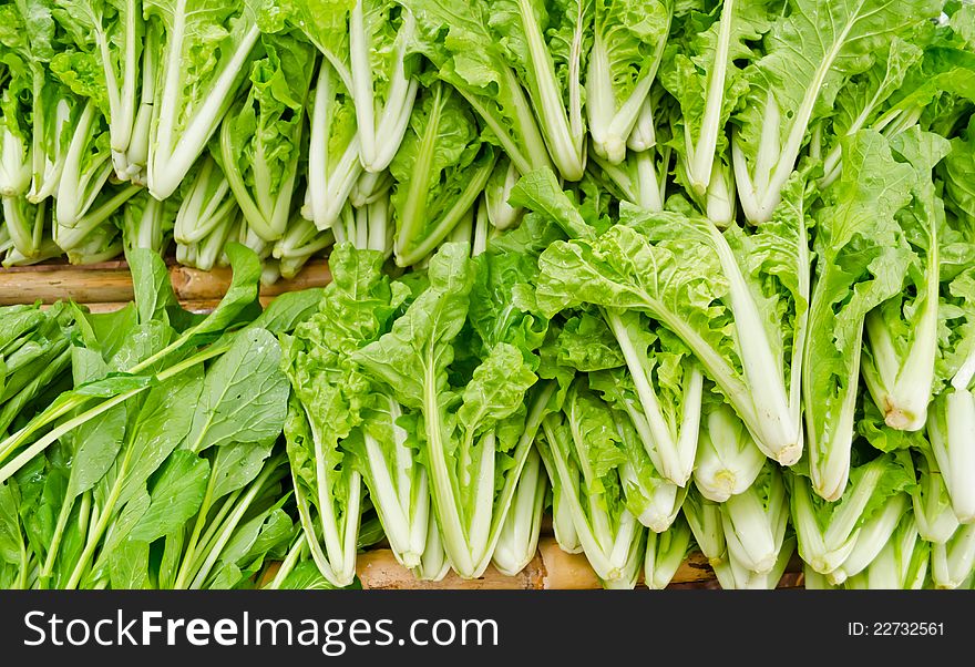 Fresh Chinese Cabbage