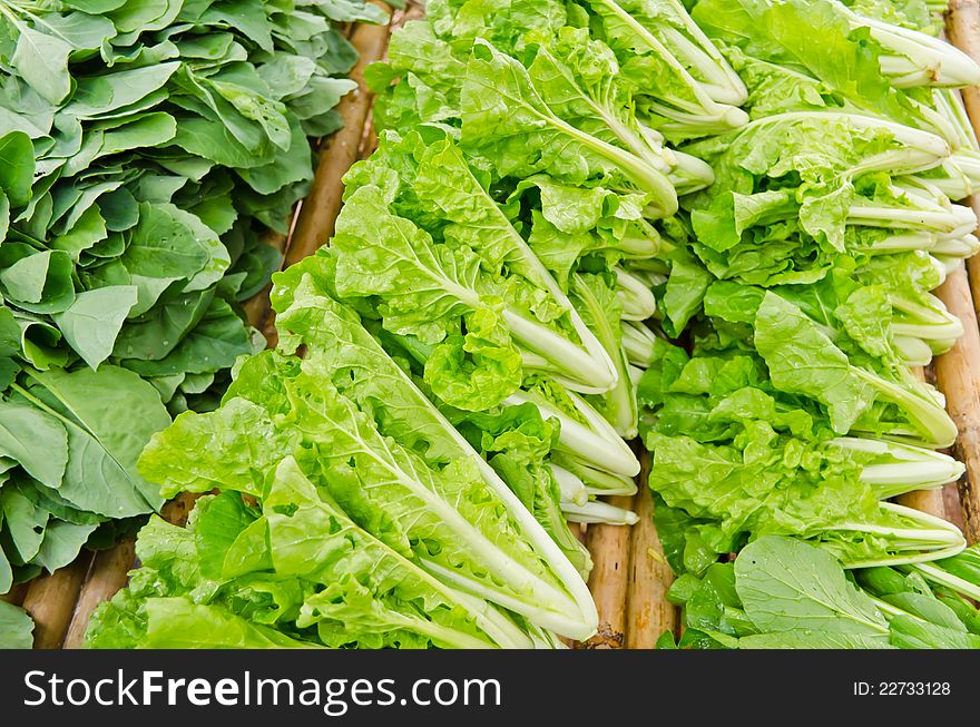 Fresh Chinese Cabbage