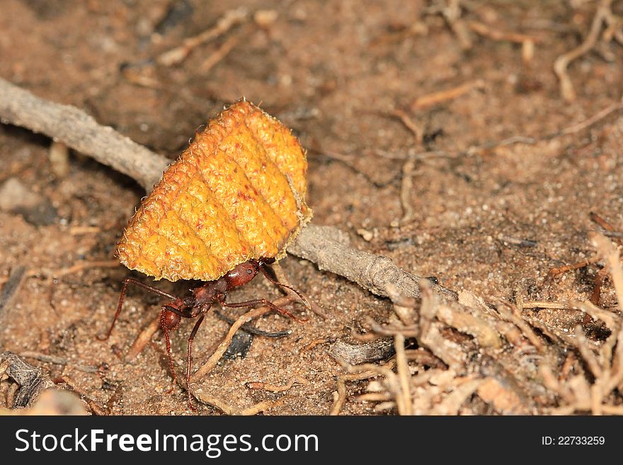 Leaf Cutting Ant, Venezuela