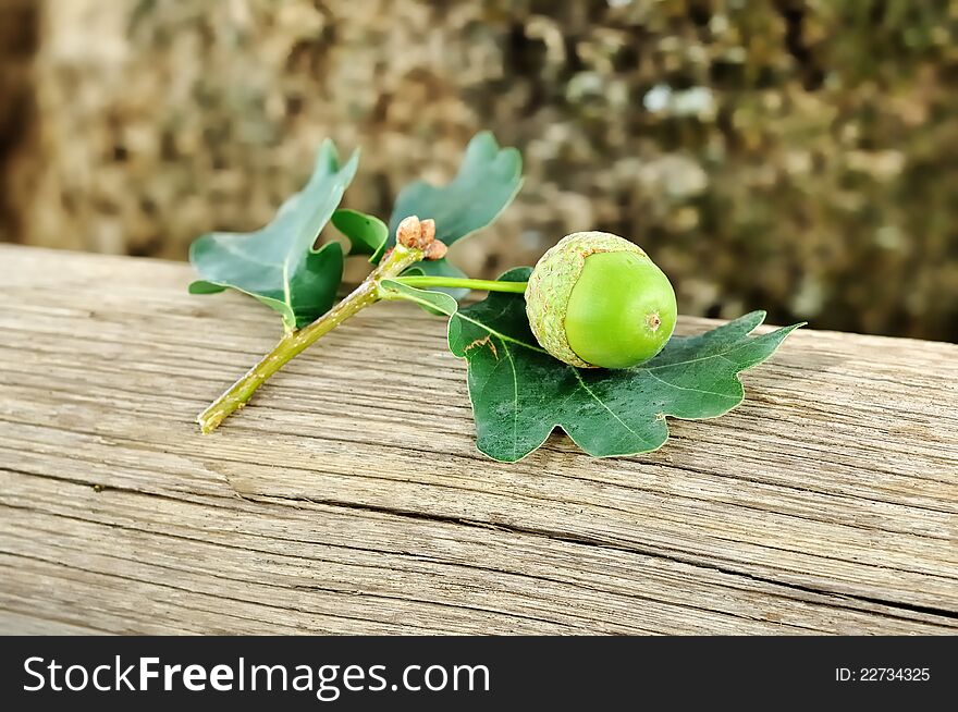 A single acorn on a wooden bench