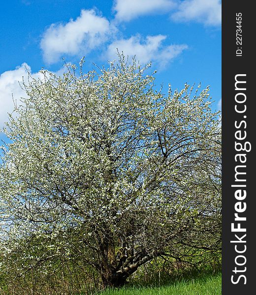 Tree with white rings and blue sky