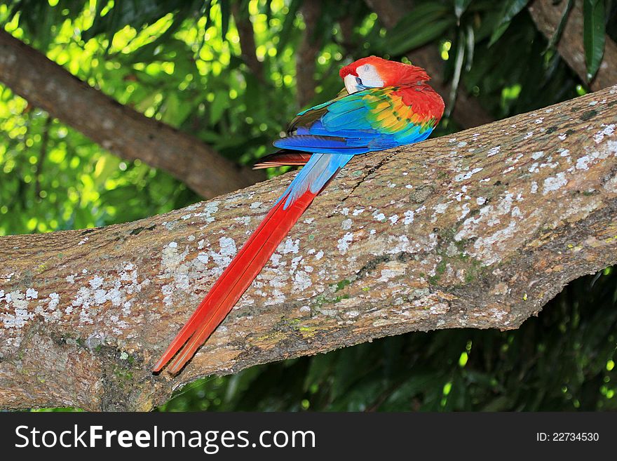 Green-winged macaw is the largest of the Ara genus, widespread in the forests and woodlands of northern and central South America. This specimen photographed in Venzuela. Green-winged macaw is the largest of the Ara genus, widespread in the forests and woodlands of northern and central South America. This specimen photographed in Venzuela.