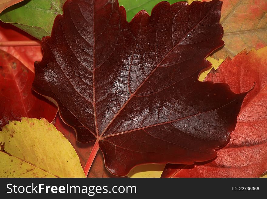 Photo of autumn leaves background