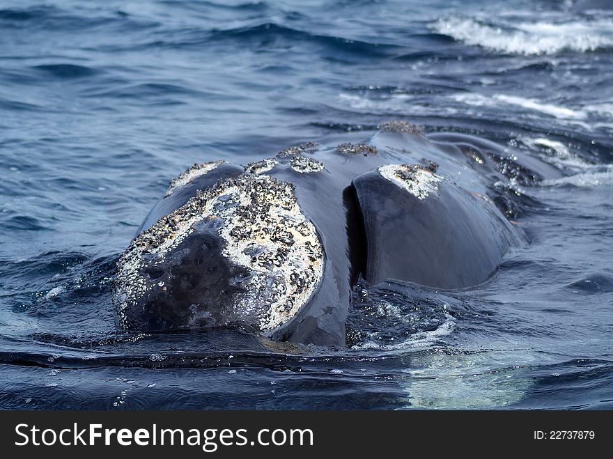 Austral whale (in Pensinsula Valdes, Puerto Piramides, Patagonia. Argentina)
