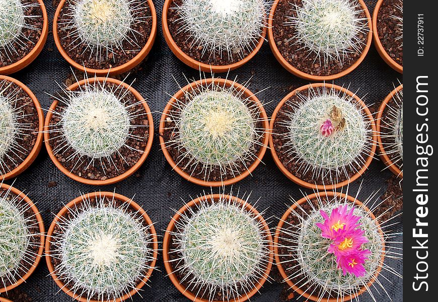 Cacti grow house - detail