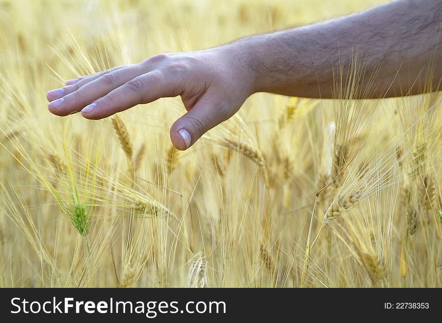 Close-up of a male hand touching wheat. Close-up of a male hand touching wheat